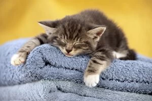 Images Dated 23rd April 2011: Kitten - sleeping on towels Digital Manipulation: changed towel colour