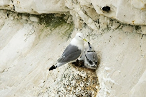 Kittiwake - adult and juvenile on the nest- the black bars are clearly visible on the Kittiwake - adult and juvenile on the nest- the black bars are clearly visible on the