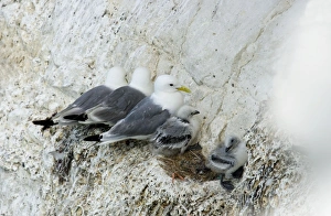 Kittiwake - three adults and two chicks perched in a row on a rock ledge Kittiwake - three adults and two chicks perched in a row on a rock ledge
