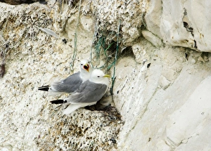 Kittiwake - two adults on the nest with fishing net being used for nesting material Kittiwake - two adults on the nest with fishing net being used for nesting material