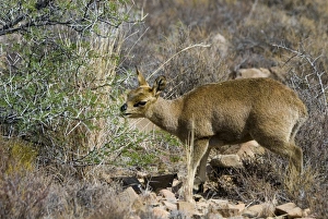 Klipspringer - female browsing on bush. Preorbital scent gland visible Klipspringer - female browsing on bush. Preorbital scent gland visible