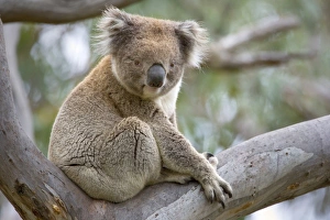Koala - adult male rests in a comfortable looking tree fork in a tall eucalypt tree Koala - adult male rests in a comfortable looking tree fork in a tall eucalypt tree