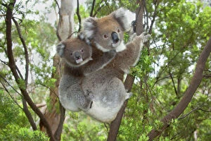 Climbing Collection: Koala - mother with piggybacking young climbs up a tree to change to a new feeding and sleeping tree