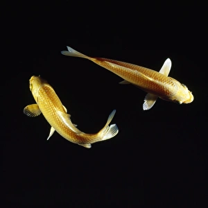 KOI CARP KOI CARP