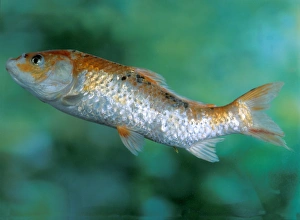 Koi - with tail kinked upwards can be caused by chemical water treatments Koi - with tail kinked upwards can be caused by chemical water treatments