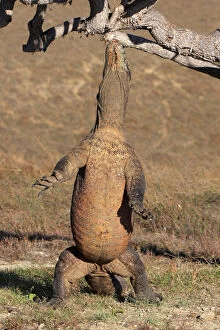 Related Images Collection: Komodo dragon - on hind legs reaching up to tree - Rinca island - Indonesia