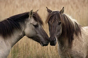 Konik Ponies - Two together