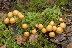 Kuehneromyces mutabilis / Galerina mutabilis - dense clusters on stumps or trunks of Kuehneromyces mutabilis / Galerina mutabilis - dense clusters on stumps or trunks of