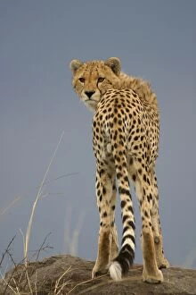 Cheetahs Gallery: LA-2245