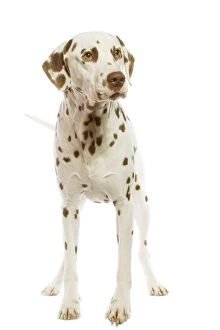 LA-5316 Dog - Dalmatian - liver spotted