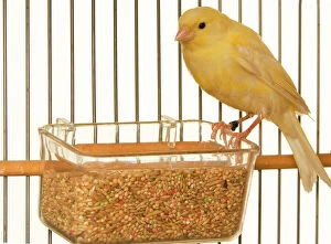 LA-5320 Canary - in cage with seeds