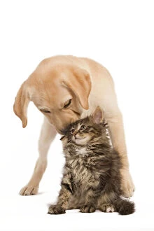LA-5917 Cat & Dog - Labrador puppy kissing Norwegian Forest Cat kitten on head. In studio