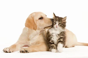 LA-5927 Cat & Dog - Labrador puppy kissing Norwegian Forest Cat kitten in studio