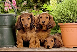 LA-6016 Long-Haired Dachshund / Teckel Dog - three puppies