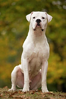 LA-6042 Dog - Argentinian Mastiff / Dogo Argentino