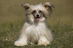 Toy (Chinese Crested) Gallery (Photos Framed, Prints, Puzzles 