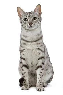 Cats (Domestic) Gallery: Egyptian Mau