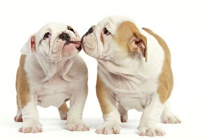 LA-6945 English Bulldog - two puppies kissing
