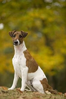 LA-6964 Dog - Fox Terrier - short-haired - outside