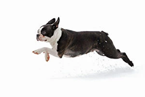 LA-7530 Dog - Boston Terrier running in snow