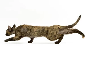 Cats (Domestic) Gallery: Devon Rex