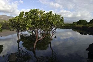 Images Dated 10th August 2003: La Grande Comore. Mangrove