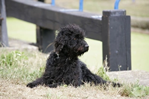 Labradoodle lying in front of lock gate Labradoodle lying in front of lock gate