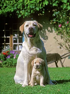 Labrador Dogs sitting down on grass - Adult and puppy Labrador Dogs sitting down on grass - Adult and puppy