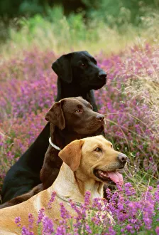 Labrador Dogs - Yellow chocolate & Black Labrador Dogs - Yellow chocolate & Black