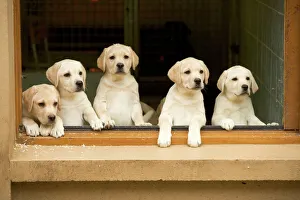 Labrador - puppies looking out of window Labrador - puppies looking out of window