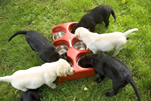 Labrador - yellow and black puppies eating from bowls Labrador - yellow and black puppies eating from bowls