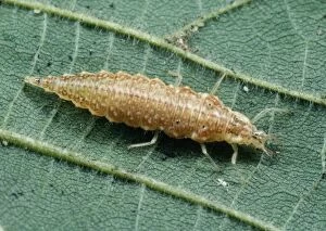 Images Dated 17th May 2005: Lacewing Larva UK