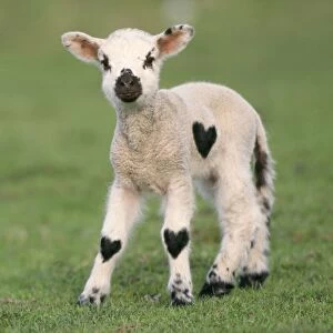 Lamb with heart shaped patches on its fleece - Valentines Day