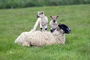 Lambs and Ewe - Devon - UK