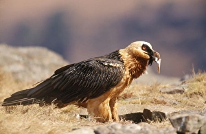 Lammergeier / Bearded Vulture - with bone in beak Lammergeier / Bearded Vulture - with bone in beak