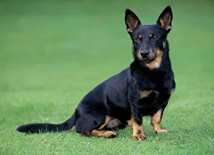 Lancashire Heeler Dog - Sitting on grass Lancashire Heeler Dog - Sitting on grass