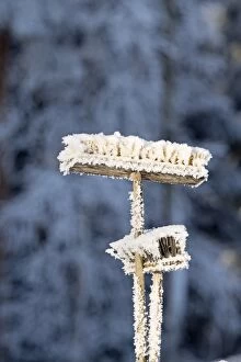 Images Dated 11th February 2017: Landscape, Frost covered brooms, Finland