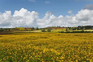 Landscape of yellow mustard field, Heho