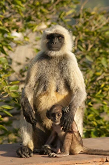 Images Dated 2nd October 2013: Langur Monkey, Amber Fort, Jaipur, Rajasthan