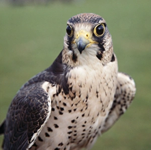 LANNER FALCON - head facing, both eyes visible LANNER FALCON - head facing, both eyes visible