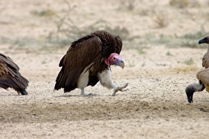 Lappet-faced Vulture - Adult approaching others in threatening pose Lappet-faced Vulture - Adult approaching others in threatening pose