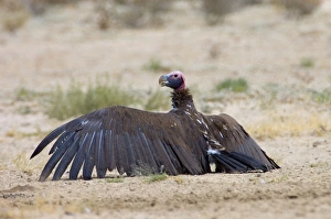 Lappet-faced Vulture - Adult basking with spread wings Lappet-faced Vulture - Adult basking with spread wings