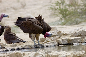 Lappet-faced Vulture - Adult drinking. Threatened species Lappet-faced Vulture - Adult drinking. Threatened species