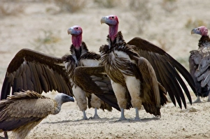 Lappet-faced Vulture - Courting pair. Threatened species Lappet-faced Vulture - Courting pair. Threatened species