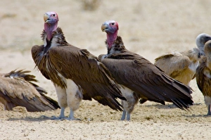 Lappet-faced Vulture - Pair of adults at waterhole Lappet-faced Vulture - Pair of adults at waterhole