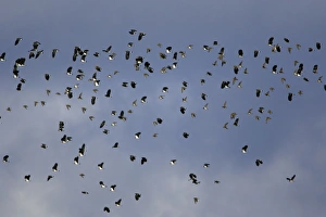 Lapwing - and Golden Plover (Pluvialis apricaria). flock in autumn Lapwing - and Golden Plover (Pluvialis apricaria). flock in autumn