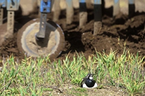Lapwing - Nesting in field about to be ploughed Lapwing - Nesting in field about to be ploughed