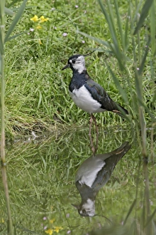 Lapwing / Peewit / Green plover - in pool showing reflection Lapwing / Peewit / Green plover - in pool showing reflection