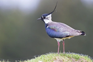 Lapwing - single adult standing on grassy mound Lapwing - single adult standing on grassy mound