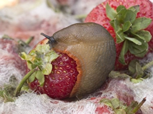 Large Black Slug - orange form - on mouldy strawberries Large Black Slug - orange form - on mouldy strawberries